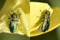 Anthaxia nitidula