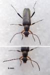 Grammoptera ruficornis