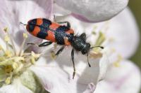 Trichodes alvearius