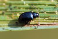 Aphthona nonstriata