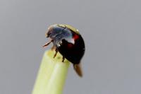 Chilocorus bipustulatus