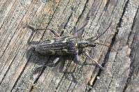 Rhagium bifasciatum