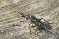 Rhagium bifasciatum