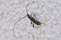 Molorchus minor