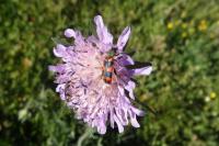 Trichodes alvearius