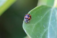 Adalia decempunctata