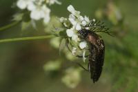 Ctenicera pectinicornis