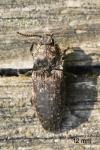 Agrypnus murinus