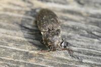 Agrypnus murinus