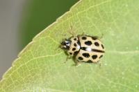 Tytthaspis sedecimpunctata