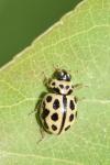 Tytthaspis sedecimpunctata