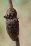 Agrypnus murinus