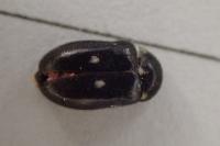 Attagenus pellio