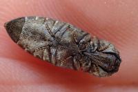 Agrypnus murinus