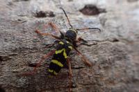 Clytus arietis