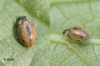 Aphidecta obliterata