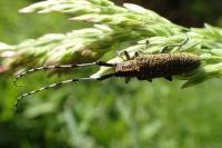 Agapanthia villosoviridescens