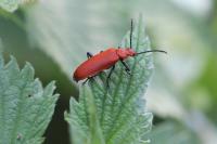 Pyrochroa serraticornis