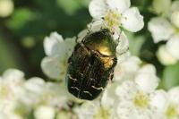 Cetonia aurata