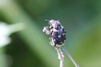 Valgus hemipterus