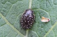 Oxythyrea funesta