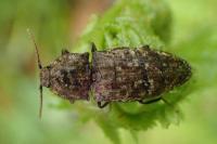 Agrypnus murinus