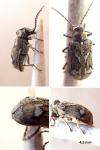 Ptinomorphus imperialis