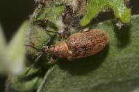 Phyllobius pyri