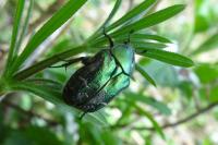 Cetonia aurata