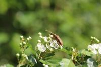 Rhagium sycophanta
