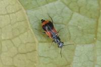 Anthocomus equestris