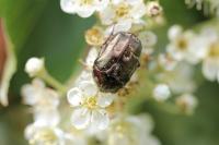 Potosia cuprea