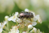 Potosia cuprea