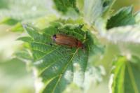 Rhagonycha fulva