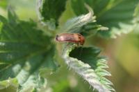 Rhagonycha fulva