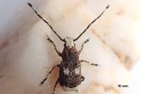 Platystomos albinus