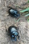 Typhaeus typhoeus