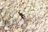 Anthocomus fasciatus