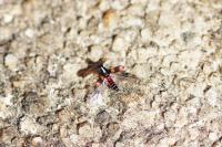 Anthocomus fasciatus
