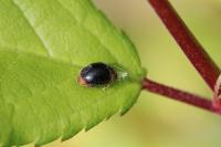 Scymnus ferrugatus