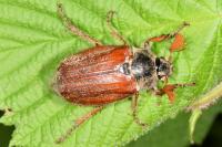 Melolontha melolontha