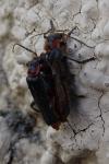 Cantharis rustica