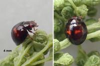 Chilocorus bipustulatus