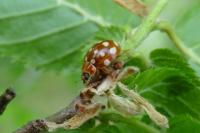 Calvia quatuordecimguttata