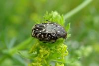 Oxythyrea funesta