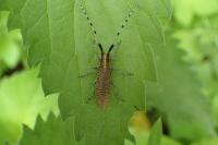 Agapanthia villosoviridescens