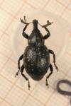Liparus germanus