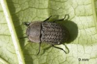 Opatrum sabulosum