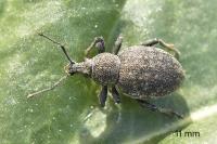 Otiorhynchus ligustici