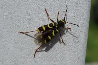 Clytus arietis